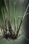 Thorne's sedge